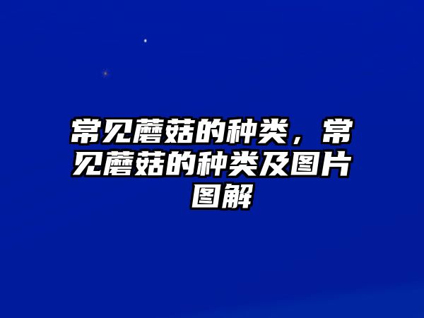 常見蘑菇的種類，常見蘑菇的種類及圖片 圖解