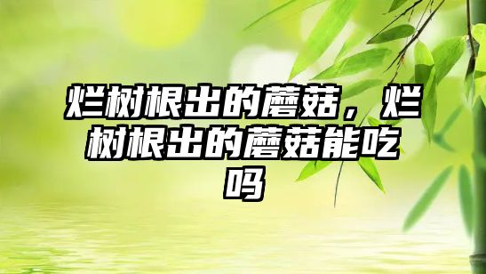 爛樹根出的蘑菇，爛樹根出的蘑菇能吃嗎