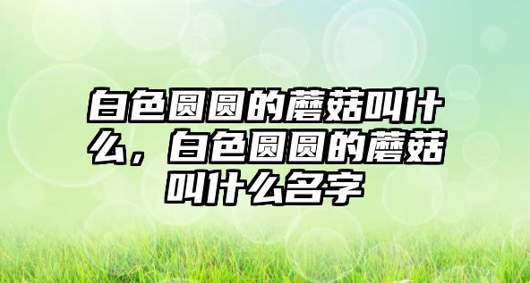 白色圓圓的蘑菇叫什么，白色圓圓的蘑菇叫什么名字