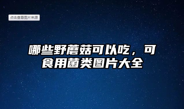 哪些野蘑菇可以吃，可食用菌類圖片大全