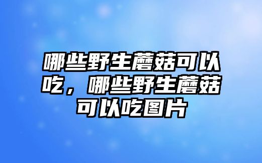 哪些野生蘑菇可以吃，哪些野生蘑菇可以吃圖片