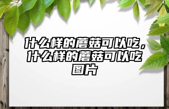 什么樣的蘑菇可以吃，什么樣的蘑菇可以吃圖片