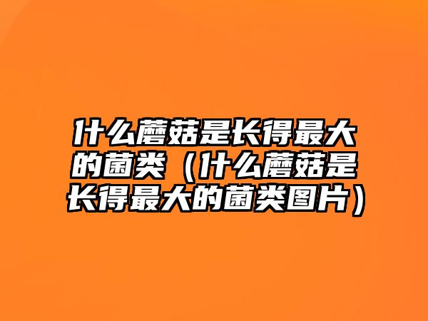 什么蘑菇是長(zhǎng)得最大的菌類（什么蘑菇是長(zhǎng)得最大的菌類圖片）