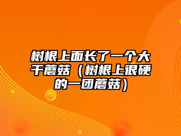 樹(shù)根上面長(zhǎng)了一個(gè)大干蘑菇（樹(shù)根上很硬的一團(tuán)蘑菇）