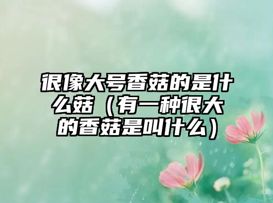 很像大號香菇的是什么菇（有一種很大的香菇是叫什么）