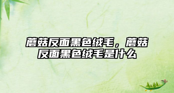 蘑菇反面黑色絨毛，蘑菇反面黑色絨毛是什么