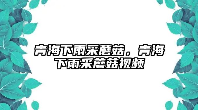 青海下雨采蘑菇，青海下雨采蘑菇視頻